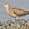 Whimbrel
